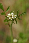 Hairy Bittercress blossoms & stem leaves detail