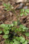 Hairy Bittercress