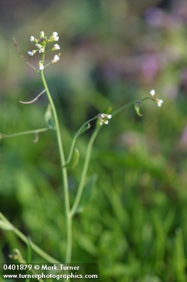 Arabidopsis thaliana