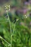 Thale Cress blossoms & stem detail