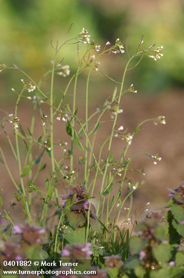 Arabidopsis thaliana