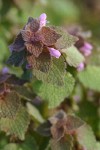 Red Henbit blossoms & foliage detail