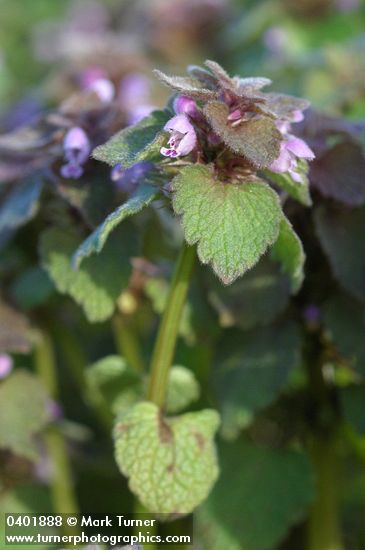 Lamium purpureum