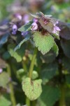 Red Henbit blossoms & foliage detail