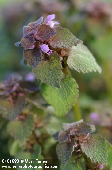 Lamium purpureum