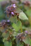 Red Henbit blossoms & foliage detail