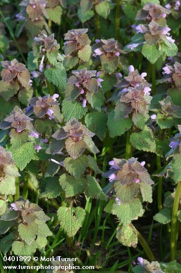 Lamium purpureum