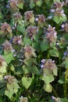 Red Henbit