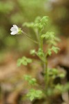 Meadow Nemophila