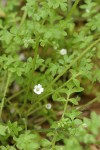 Meadow Nemophila