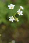 Suksdorf's Romanzoffia blossoms detail