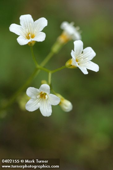 Romanzoffia californica (R. suksdorfii)