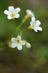 Suksdorf's Romanzoffia blossoms detail