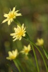 Lindley's Annual Microseris blossoms