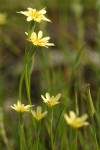 Lindley's Annual Microseris blossoms