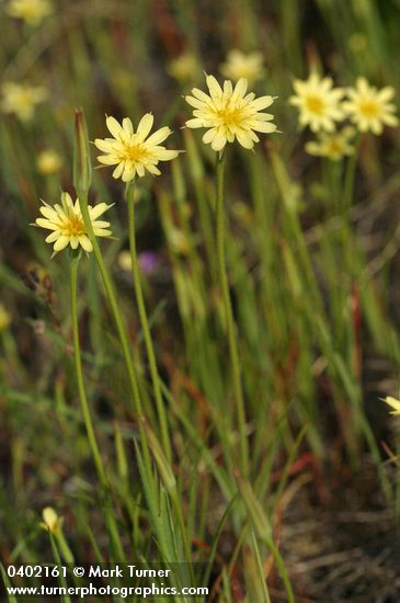 Uropappus lindleyi (Microseris lindleyi)