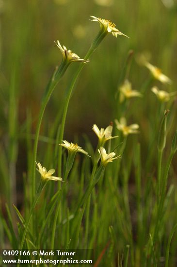 Uropappus lindleyi (Microseris lindleyi)