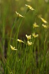 Lindley's Annual Microseris