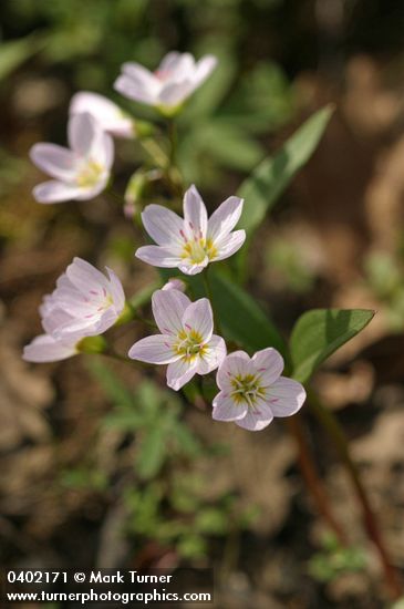 Claytonia lanceolata