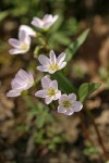 Western Spring Beauty