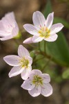 Western Spring Beauty blossoms detail