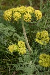 Large-fruited Biscuitroot (yellow form)