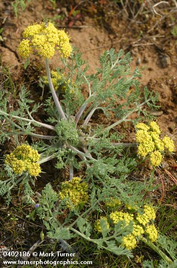 Lomatium macrocarpum