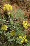 Large-fruited Biscuitroot (yellow form)