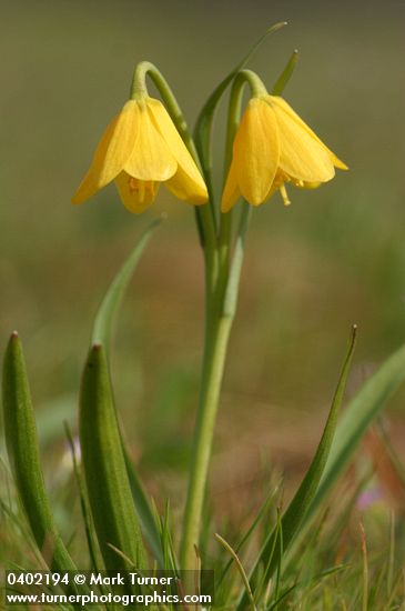 Fritillaria pudica