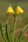 Yellow Bells