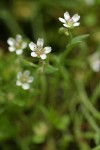 Pale Montia blossoms