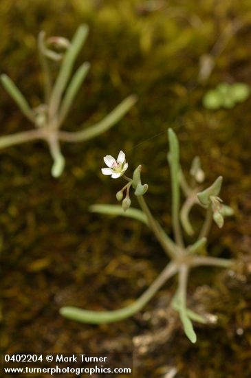 Claytonia exigua ssp. exigua (Montia exigua)