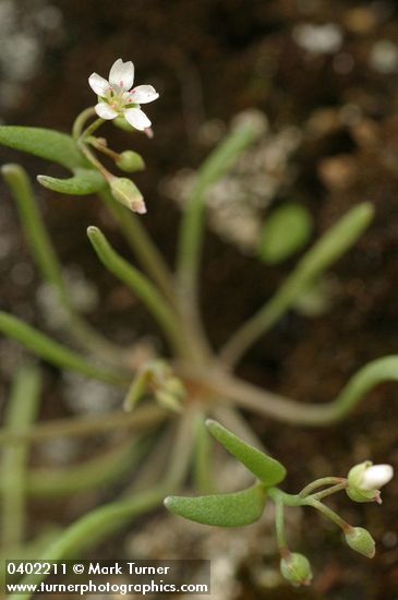Claytonia exigua ssp. exigua (Montia exigua)