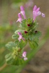 Clasping Henbit blossoms & foliage