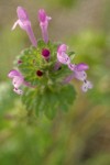 Clasping Henbit blossoms & foliage