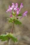 Clasping Henbit blossoms & foliage