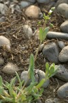 Jagged Chickweed