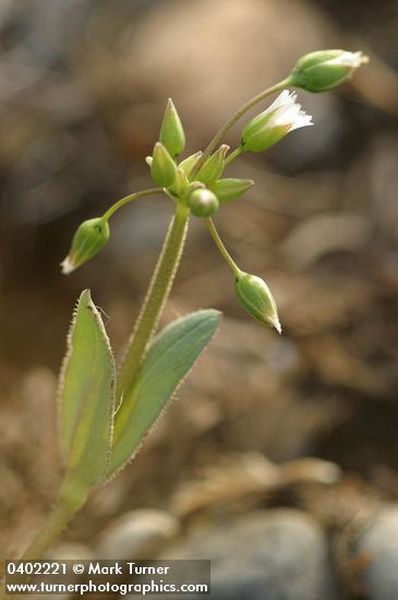 Holosteum umbellatum