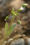 Jagged Chickweed blossom, seeds & foliage detail