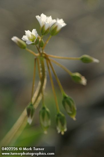 Holosteum umbellatum