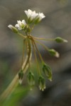 Jagged Chickweed blossoms & seeds detail