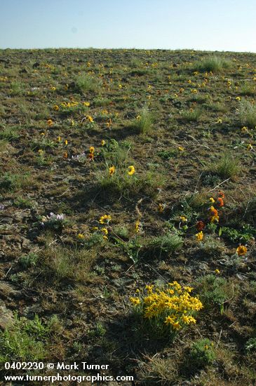 Balsamorhoza rosea; Stenotus stenophyllus; Pseudoroegneria spicata; Astragalus purshii