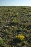 Lithosol community w/ Rosy Balsamroot, Narrowleaf Goldenweed, Bluebunch Wheatgrass, Woolly-pod Milk-vetch