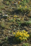 Lithosol community w/ Rosy Balsamroot, Narrowleaf Goldenweed, Bluebunch Wheatgrass, Woolly-pod Milk-vetch