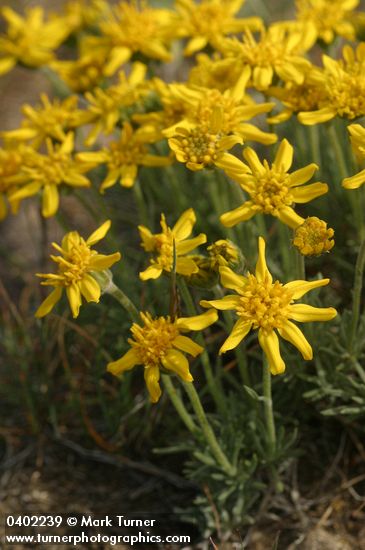 Stenotus stenophyllus (Haplopappus stenophyllus)