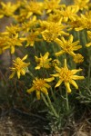 Narrowleaf Goldenweed