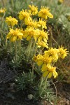 Narrowleaf Goldenweed