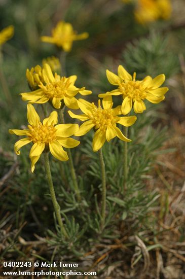 Stenotus stenophyllus (Haplopappus stenophyllus)