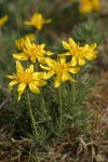 Narrowleaf Goldenweed