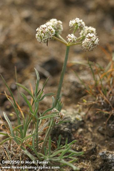 Lomatium gormanii